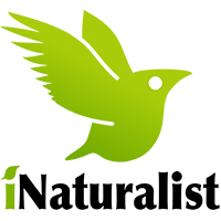 INaturalist_logo with green bird